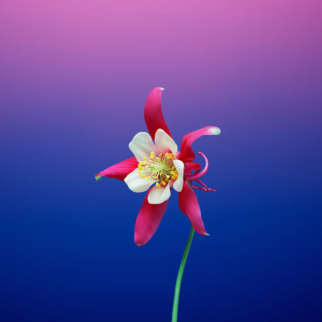 Flower Blue