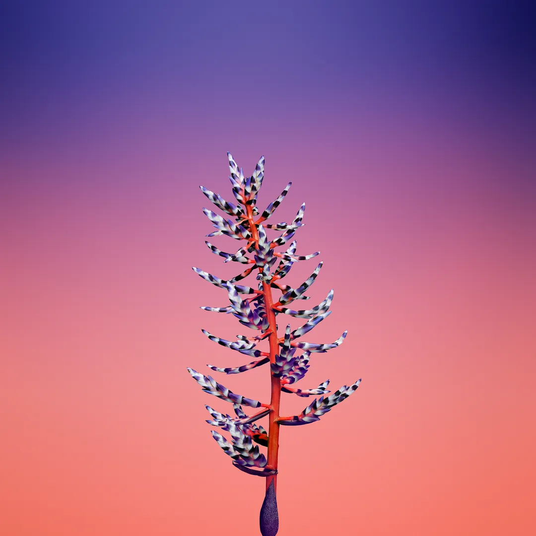 Flower Peach