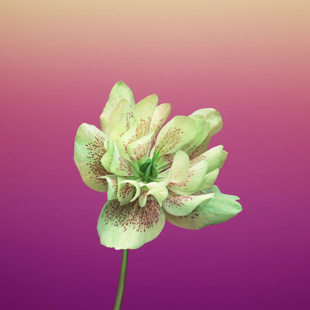 Flower Purple