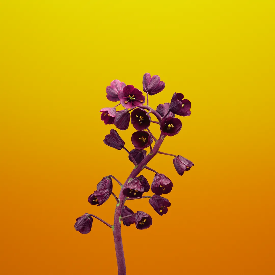 Flower Yellow