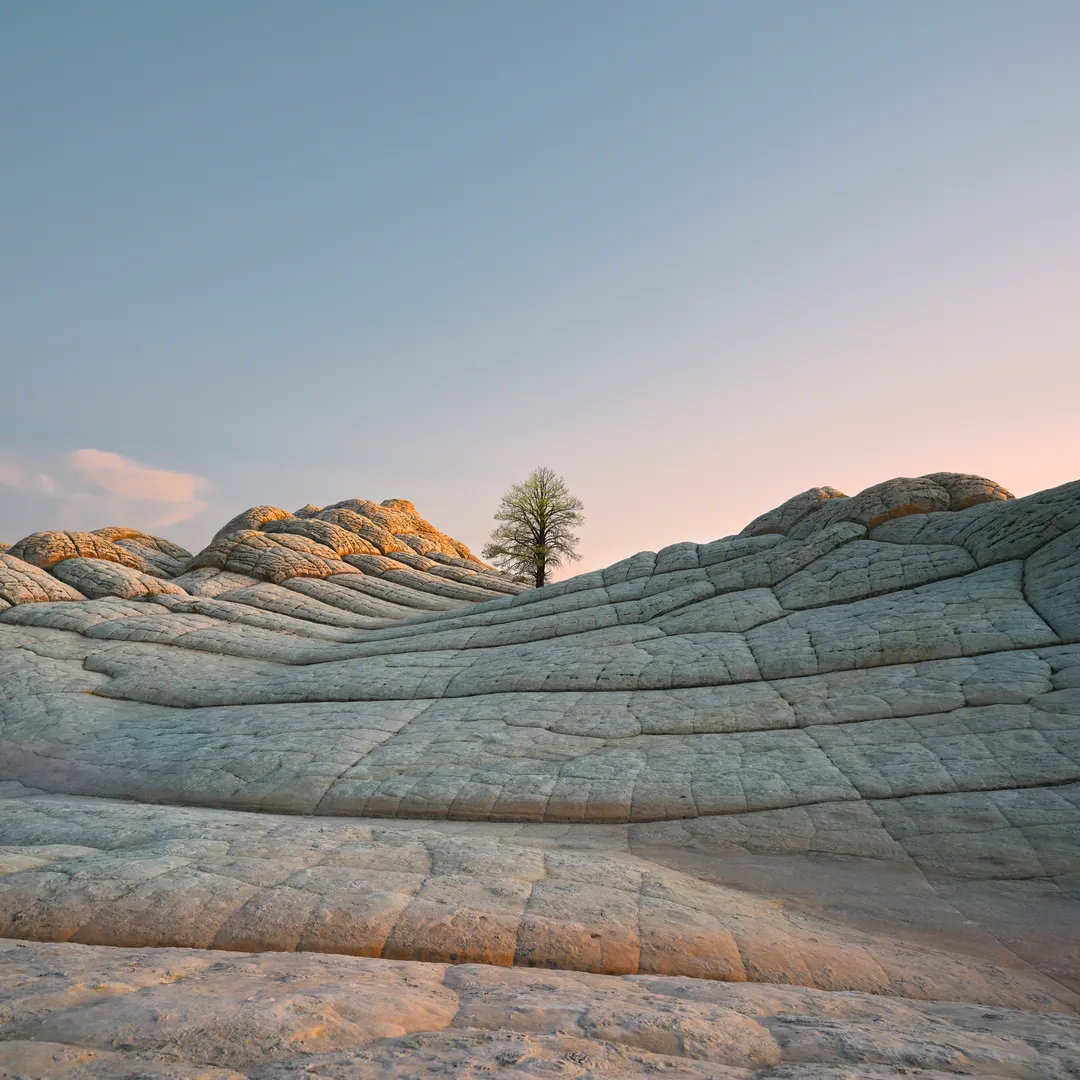 Desert Tree