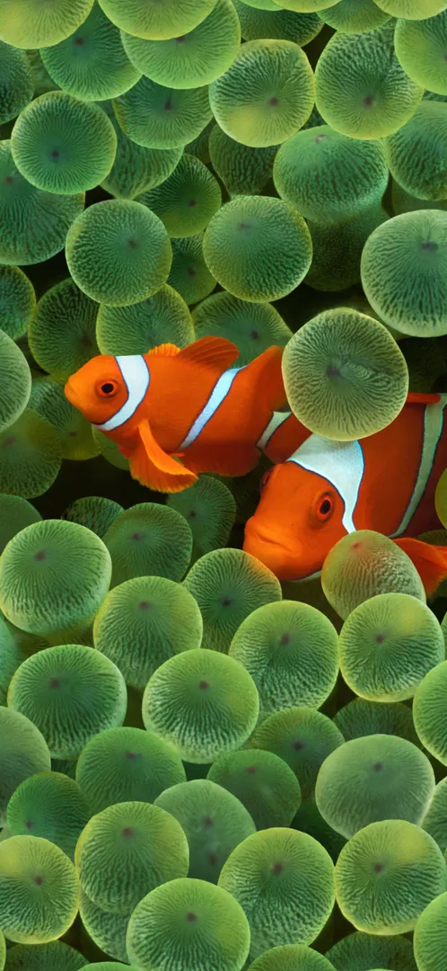 Clownfish