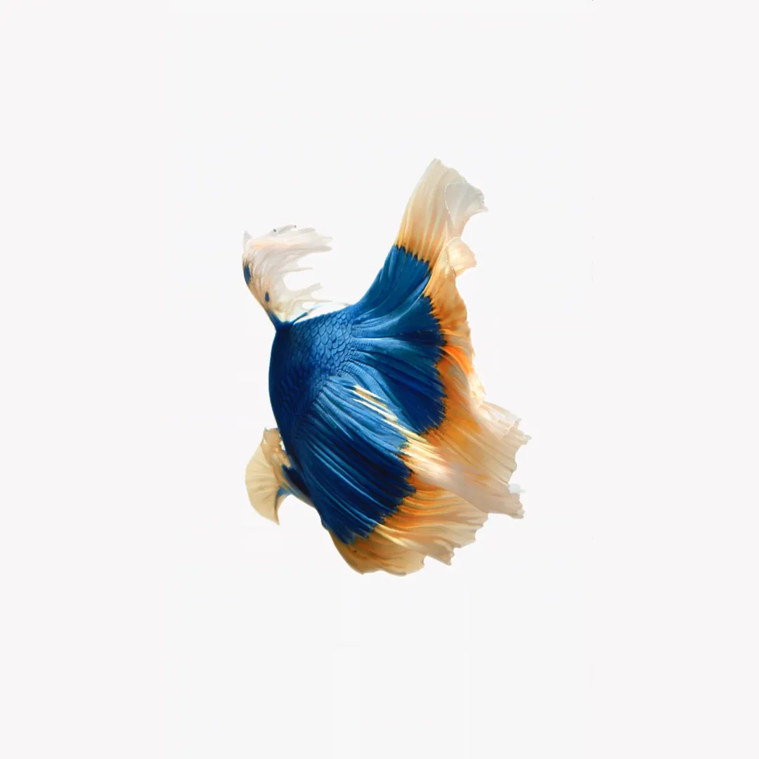 Blue fish