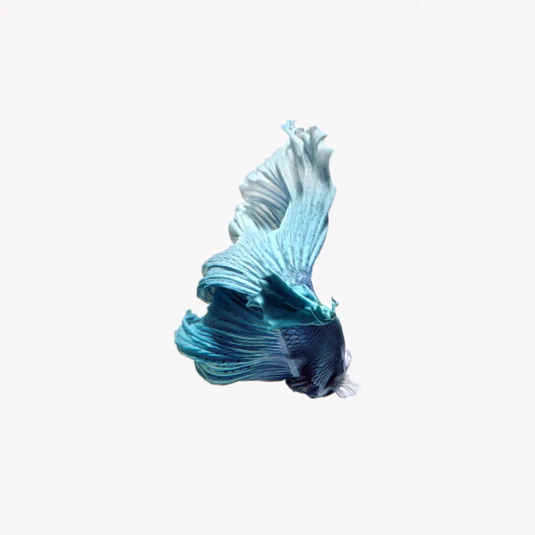 Light blue fish