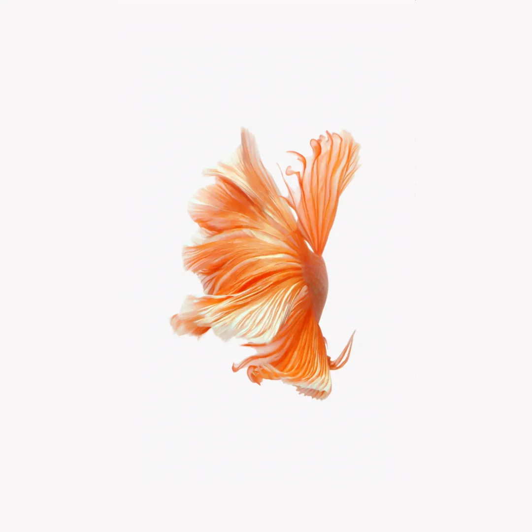 Orange fish