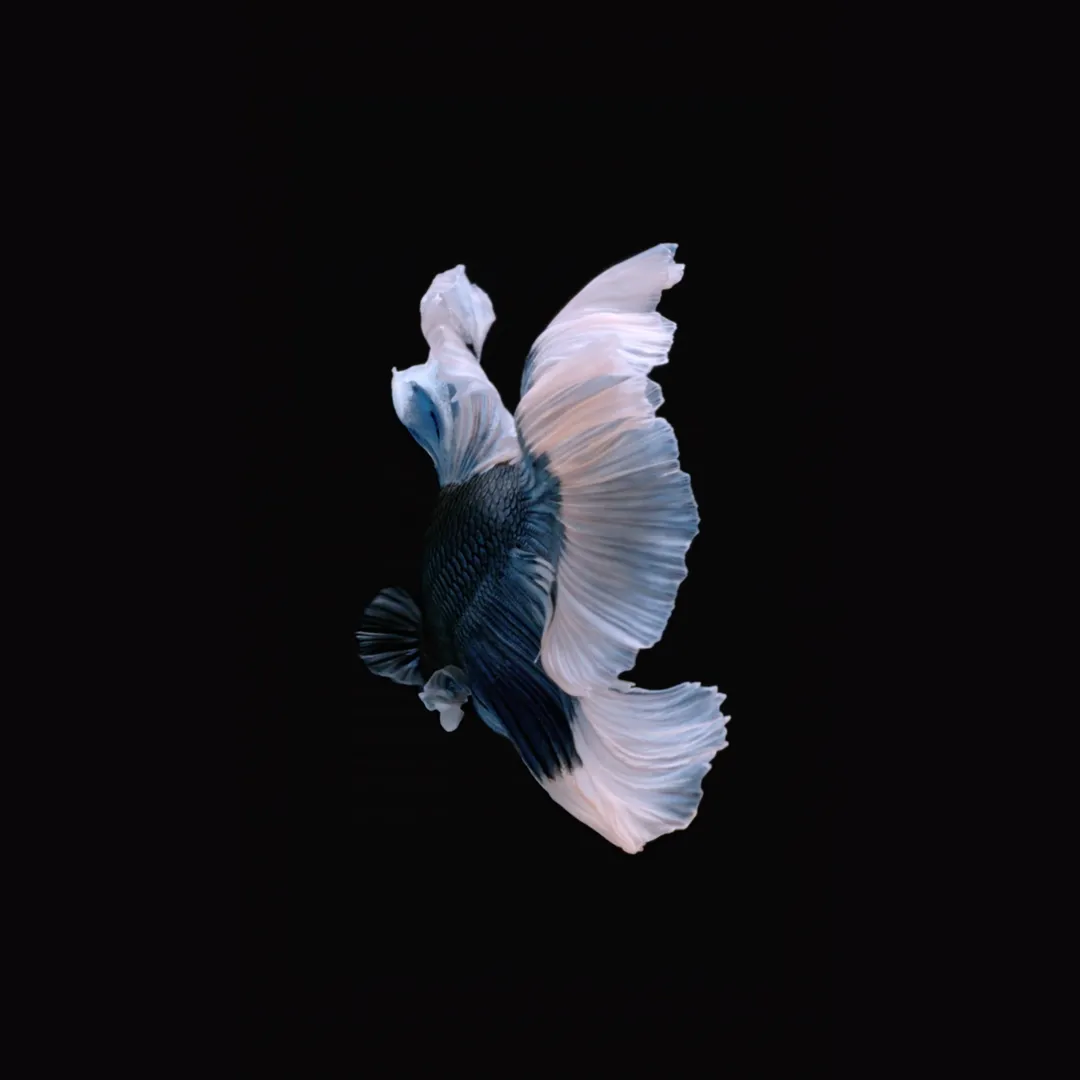 White fish
