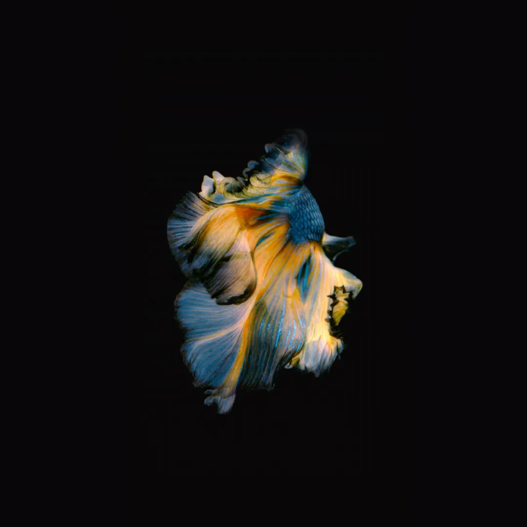 Yellow fish